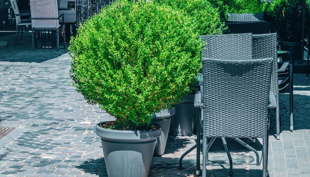 plantas Perfume fresco y flores blancas: el mirto es un arbolito sofisticado que prospera en contenedores soleados.