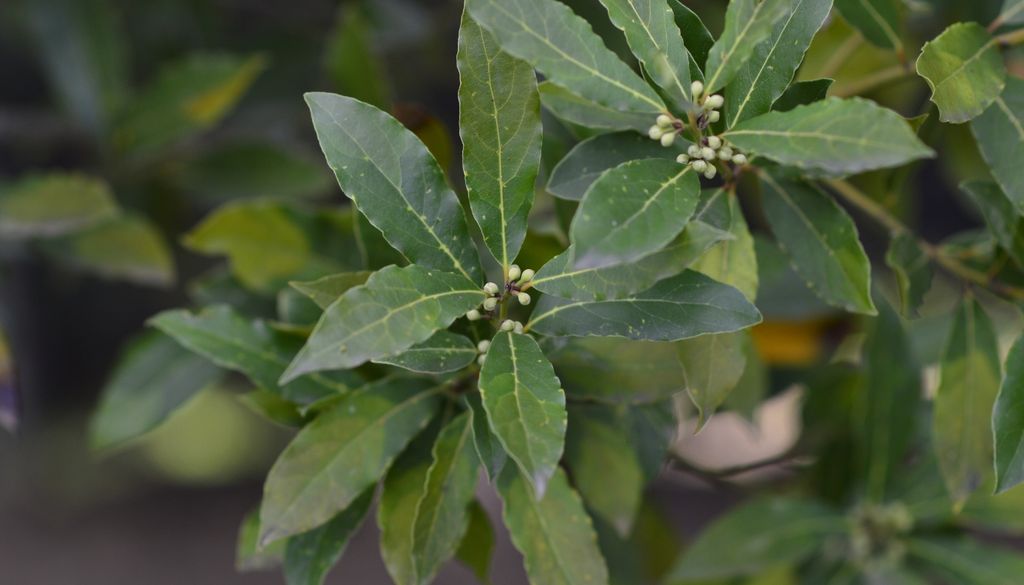 plantas El laurel tolera las podas frecuentes, lo que lo convierte en una opción ideal para dar forma en espacios reducidos.