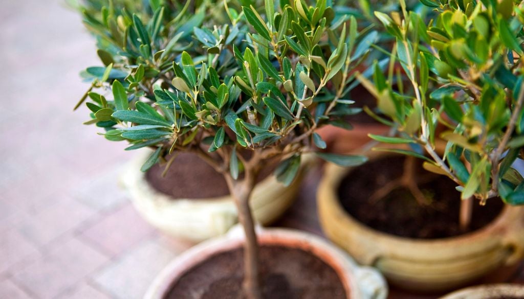 plantas El olivo puede vivir muchos años en maceta si se le garantiza mucho sol y poco riego.