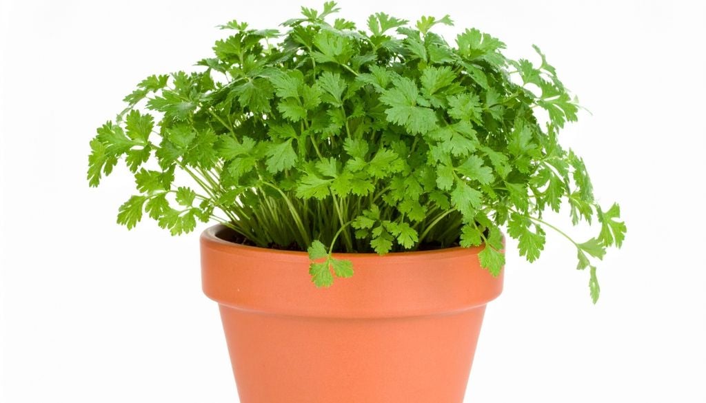Plantas El perejil adora los meses fríos y ofrece sus primeras hojas listas para cosechar a los 45 días de la siembra.