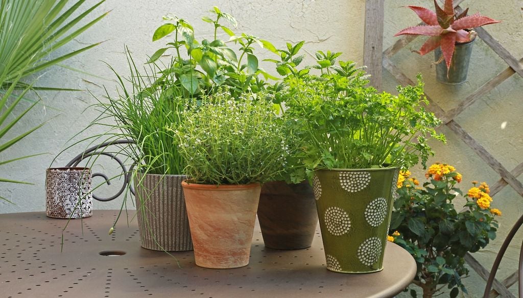 plantas El invierno es la temporada ideal para refugiarse en la cocina y comenzar a proyectar una huerta de aromáticas en espacios reducidos.