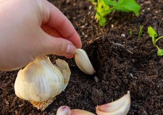 Tres formas de usar dientes de ajo para alejar plagas y mantener tus plantas saludables