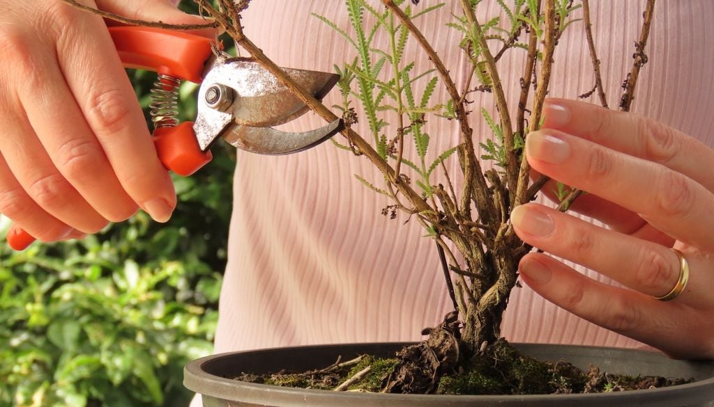 plantas Los tallos jóvenes y sanos son los más adecuados para obtener esquejes y multiplicar una planta de lavanda en casa.