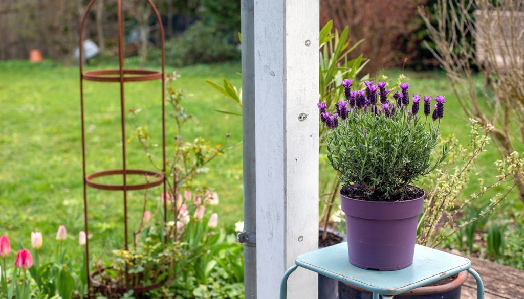 plantas La lavanda prefiere pasar un poco de sed antes que permanecer con las raíces constantemente húmedas, especialmente en suelos compactos.