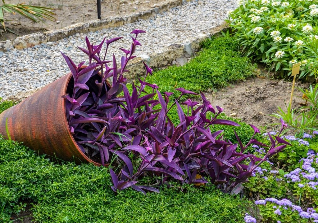 La tradescantia crece de forma rastrera, cubre el sustrato y ayuda a conservar la humedad dentro de la maceta.