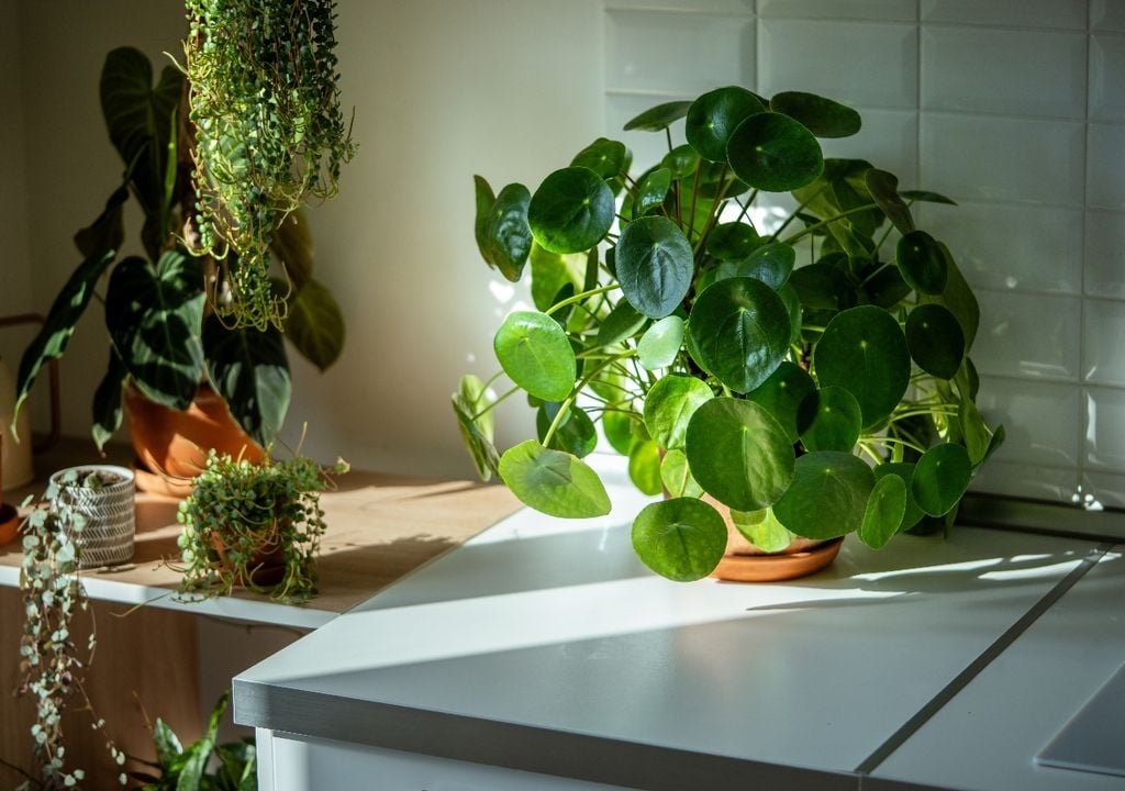 La pilea aporta volumen en la base de la maceta y se adapta bien a la luz indirecta y a riegos moderados.