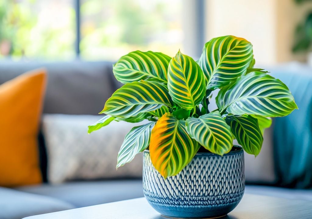 La calathea suma hojas anchas y decorativas que ayudan a conservar la humedad y a crear un microclima más estable.