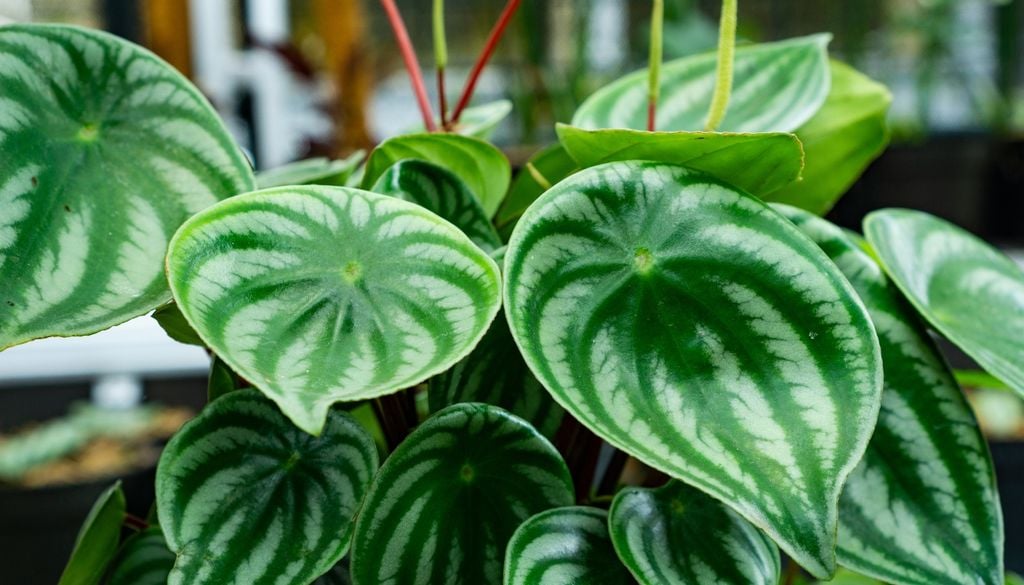 plantas Gracias a su porte compacto y a su baja exigencia de riego, la Peperomia es ideal para vestir mesadas, repisas y pequeños estantes cerca de las ventanas.