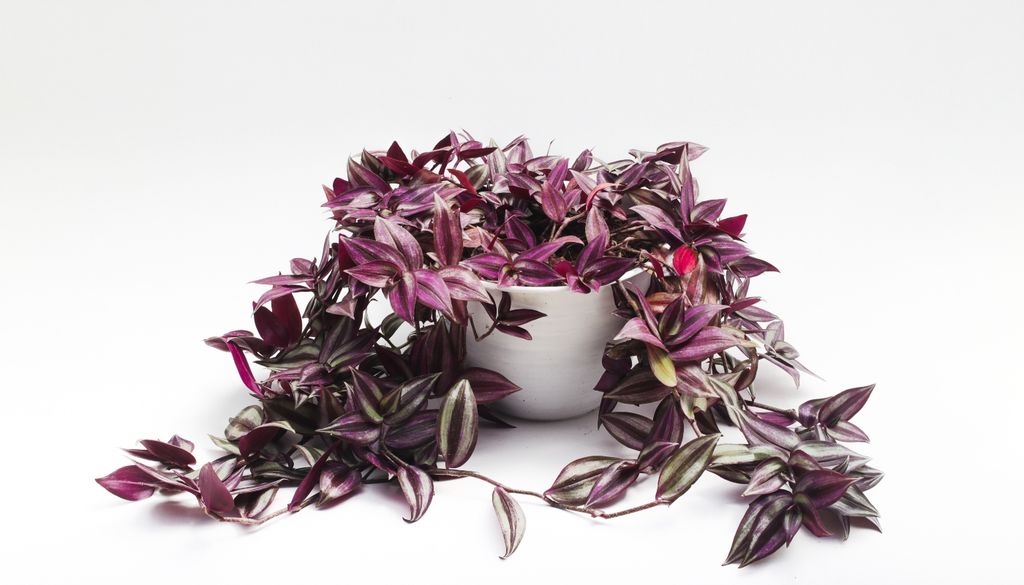 plantas Con sus destellos plateados y morados, la Tradescantia zebrina aporta un crecimiento en cascada perfecto para colgar en alacenas o zonas altas.