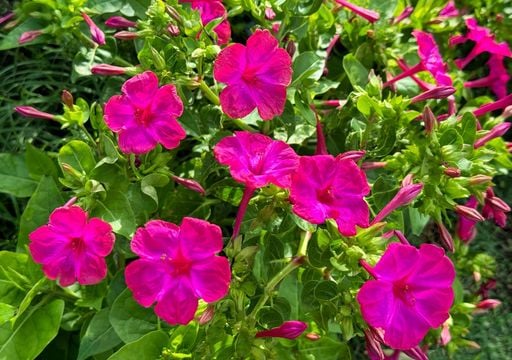 Tre piante che fioriscono di notte e aggiungono fascino al tuo giardino quando tramonta il sole