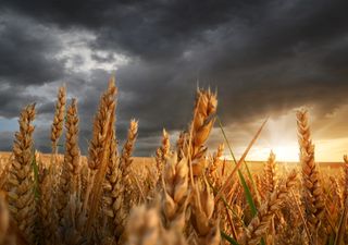 Trigo 2025/26: comenzó la siembra en Argentina, con demoras por lluvias y una cosecha gruesa inconclusa