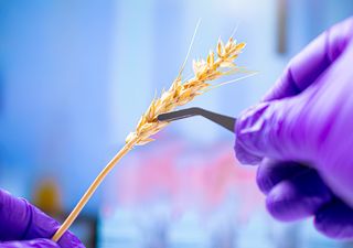 Un trigo editado genéticamente podría utilizarse para la fabricación de pan: ¿lo comerías?