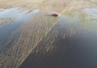 Trigo en pausa y soja atrapada: el exceso de lluvias altera los planes agrícolas en la Argentina