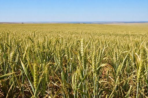 Alerta no trigo em MS: chuva de 10 mm &eacute; insuficiente e seca amea&ccedil;a a safra