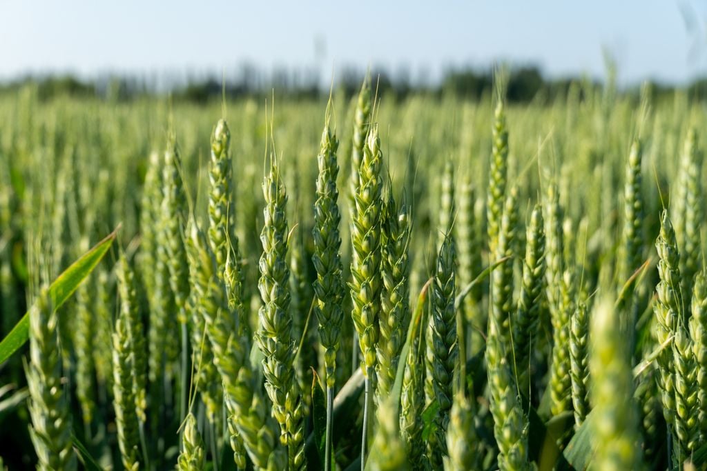 trigo, avaliação A avaliação por talhão ajuda a identificar diferenças no desenvolvimento do trigo e orientar o manejo diante da disponibilidade irregular de água.