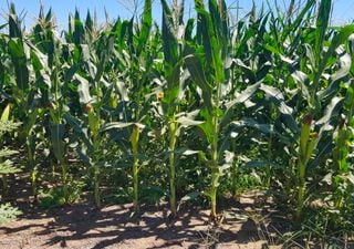 Trigo r&eacute;cord y ma&iacute;z en su mejor momento: el agro argentino cierra 2025 con se&ntilde;ales muy positivas