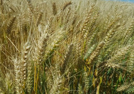 Trigo récord y siembra acelerada: el agro argentino vive una primavera excepcional