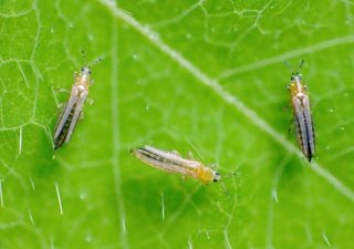 Tripidi in giardino: il nemico invisibile dell’estate
