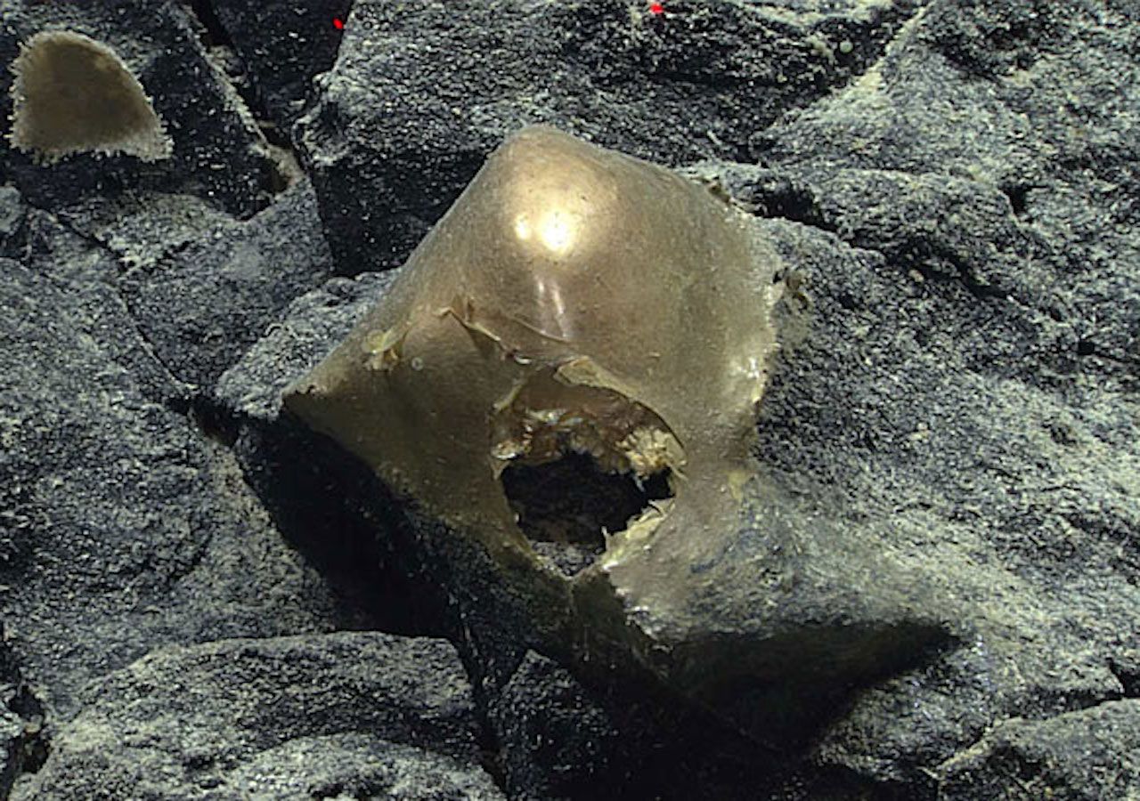 El espécimen fue visto adherido a un afloramiento rocoso y recolectado mediante succión para su posterior estudio. Imagen: NOAA Ocean Exploration, Seascape Alaska