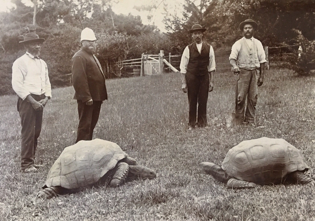 Se estima que cuando llegó a Santa Elena, el tortugo Jonathan ya tenía 50 años. Foto: X @universalnewsx