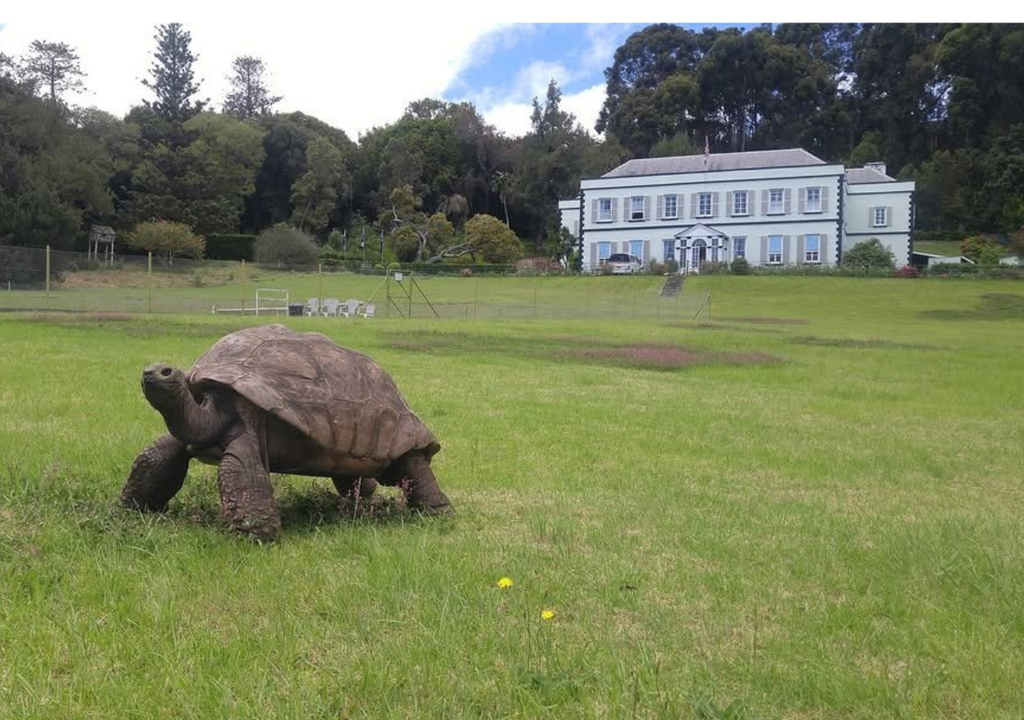 Jonathan vive en los jardines de Plantation House, la residencia oficial del gobernador de la isla de Santa Elena. Foto: X @lahistoriaUSA