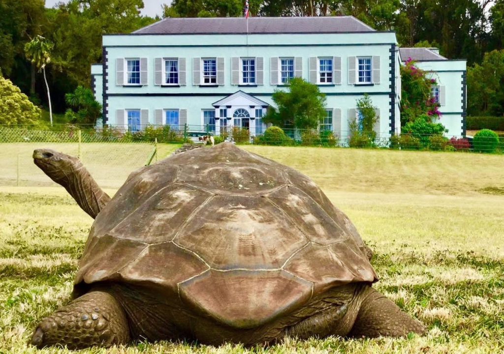 Si bien es una especie que vive mucho tiempo, Jonathan ha superado cualquier expectativa dentro de la misma familia. Foto: X @JoeHollinsVet