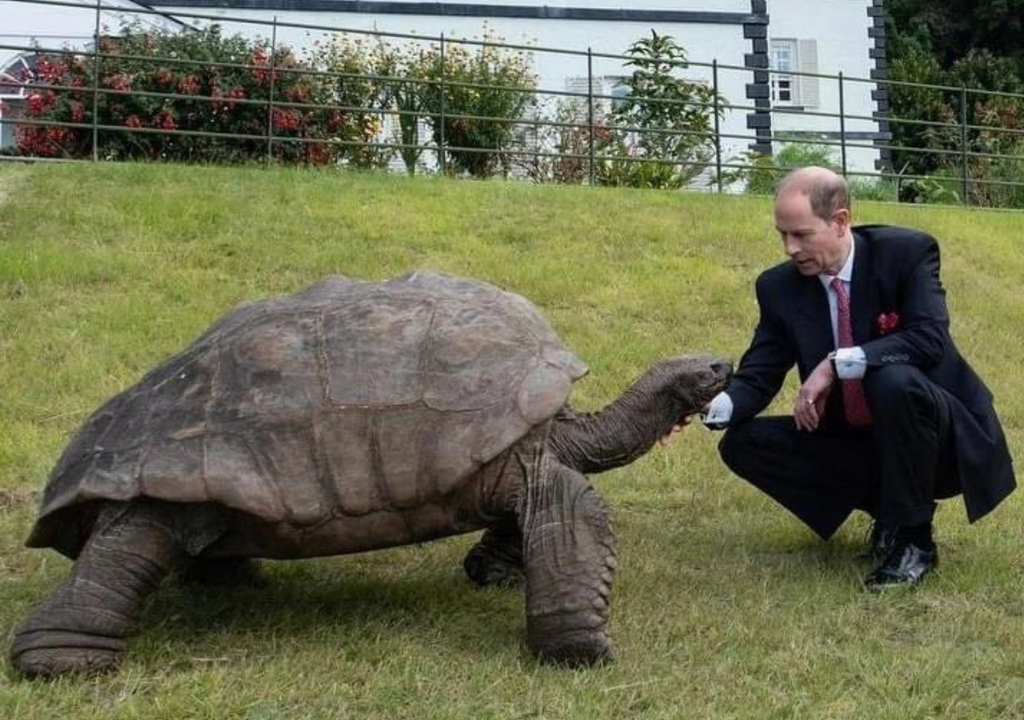El respeto, cariño y los cuidados humanos han sido claves para que Jonathan ya lleve casi dos siglos de vida. Foto: Instagram @theroyalfamily