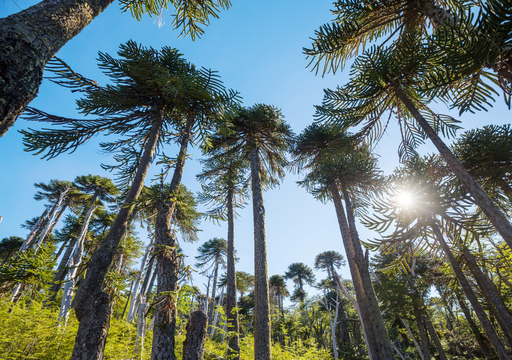 ¡Triunfo ciudadano! Gobierno da marcha atrás y no se talarán las 96 araucarias milenarias en La Araucanía