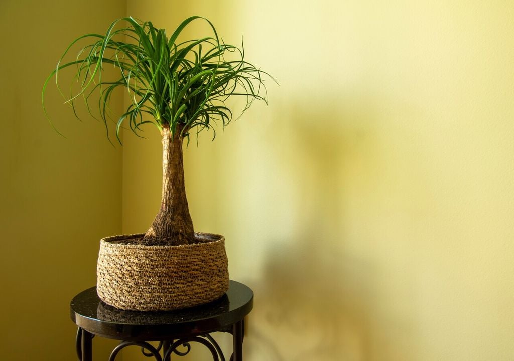 Su tronco parece una escultura natural y su porte recuerda al de una palmera, pero su secreto está bajo la corteza: una reserva de agua digna del desierto.