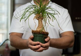 Tronco grueso y planta sana: así se cuida la Pata de Elefante sin fertilizantes para que crezca como debe 