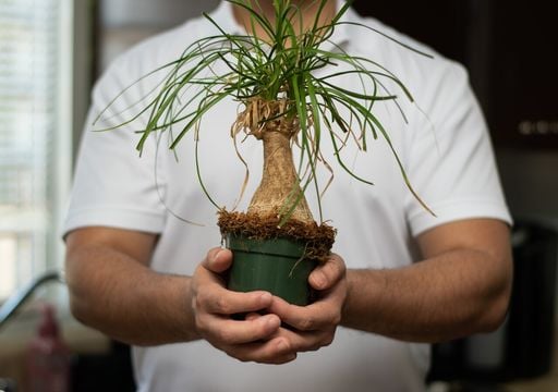 Tronco grueso y planta sana: as&iacute; se cuida la Pata de Elefante sin fertilizantes para que crezca como debe