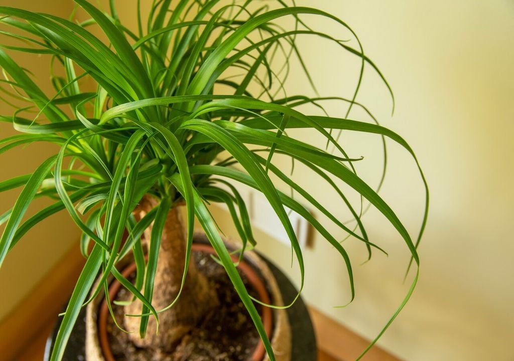 Su desarrollo anual es de apenas unos centímetros. Esta lentitud es normal y está relacionada con su metabolismo de ahorro hídrico.