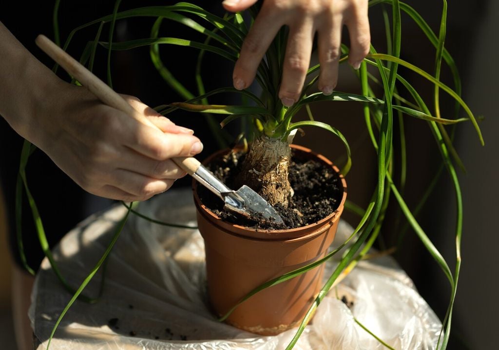 Un suelo mineral con arena gruesa o grava evita el exceso de humedad. Nunca debe mantenerse húmeda de forma continua.