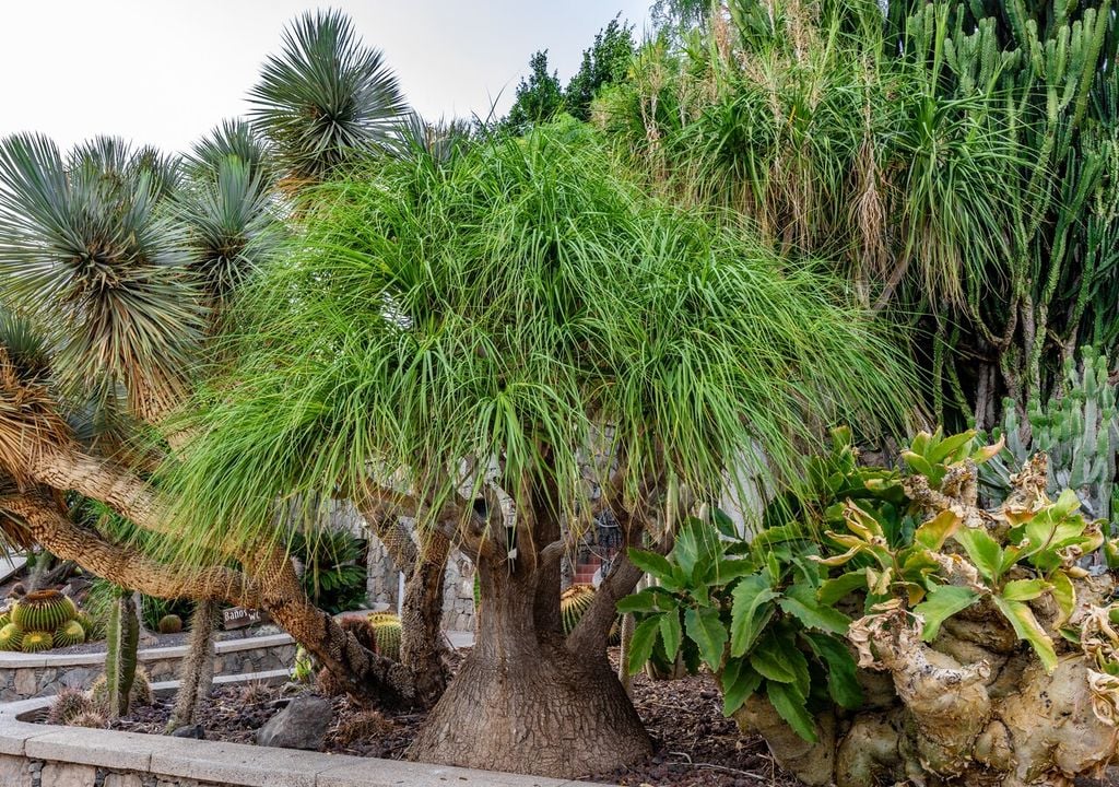 A medida que envejece, la Pata de Elefante puede desarrollar varios tallos secundarios, formando copas redondeadas y muy ornamentales.