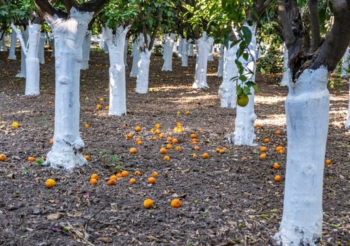 Troncos blancos en jardines y plazas: por qu&eacute; pintan los &aacute;rboles todos los a&ntilde;os