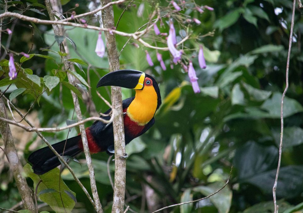 Los bosques tropicales necesitan aves activas que se alimenten de sus frutas para su recuperación. Noticias en tiempo real