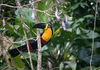 Los bosques tropicales necesitan aves activas que se alimenten de sus frutas para su recuperación