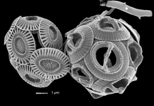 La tropicalizaci&oacute;n del mar Mediterr&aacute;neo es un hecho y la clave lo pone de manifiesto elementos muy peque&ntilde;os