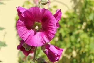 Trotz hochsommerlicher Hitze: Diese Pflanzen können Sie im August aussäen