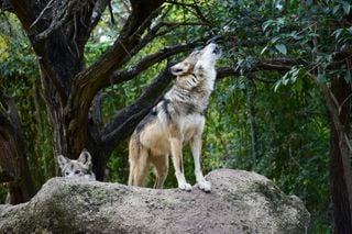 Trump decreta retirar la protecci&oacute;n al lobo gris mexicano una especie en peligro de extinci&oacute;n