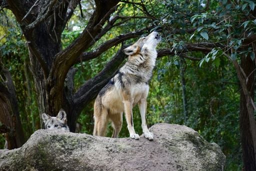 Trump decreta retirar la protecci&oacute;n al lobo gris mexicano una especie en peligro de extinci&oacute;n