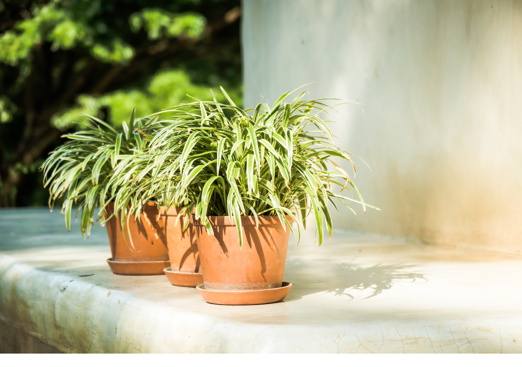 En otoño, un balcón, una ventana o incluso un rincón luminoso pueden convertirse en un pequeño oasis.