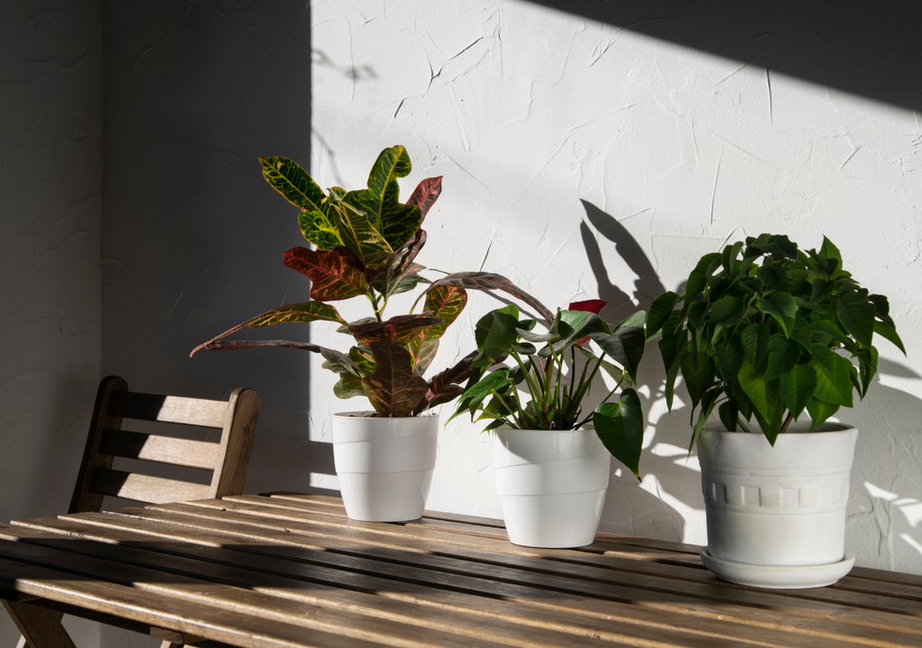 Plantas que requieren poco sol son claves para balcones en otoño.