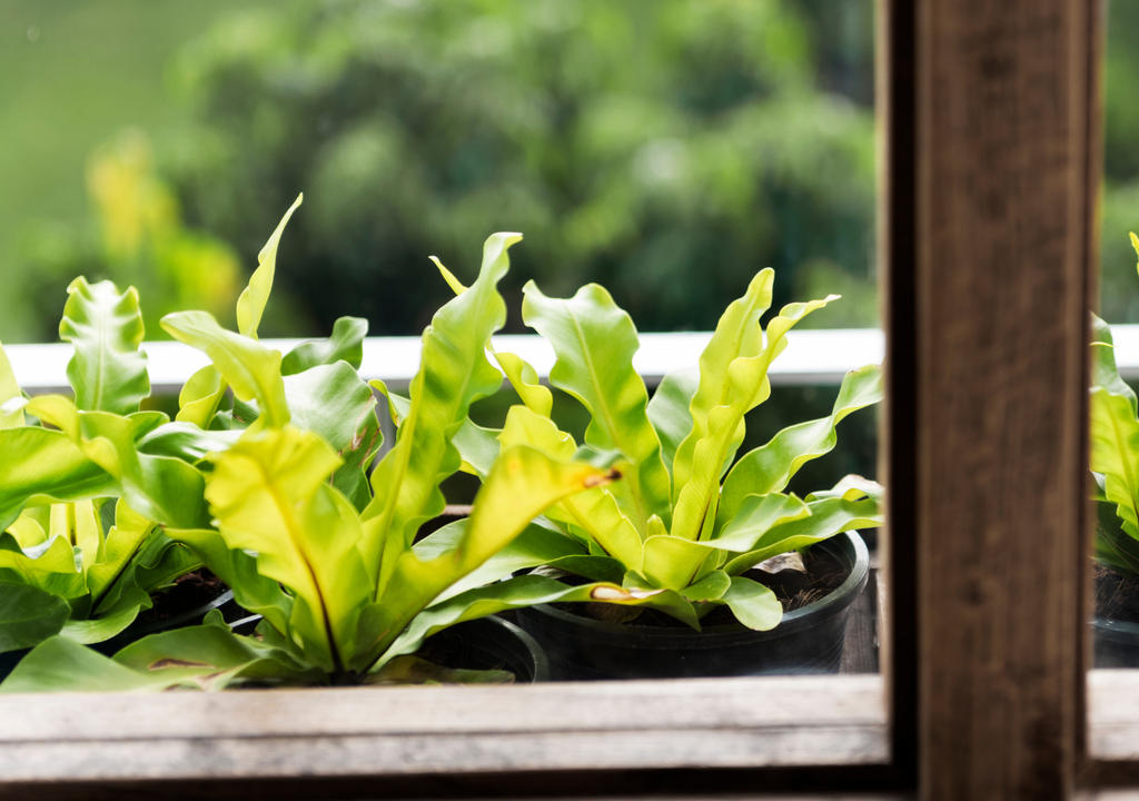 El otoño es un gran momento para plantas de interior (potus, sansevieria, zamioculca, cactus de Navidad o helechos).