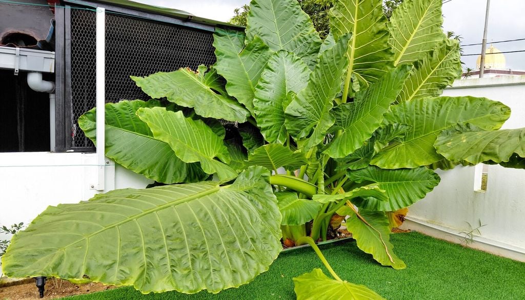 Las Alocasias reaccionan rápidamente al aire seco: los bordes marrones en las hojas suelen aparecer primero durante otoño e invierno.