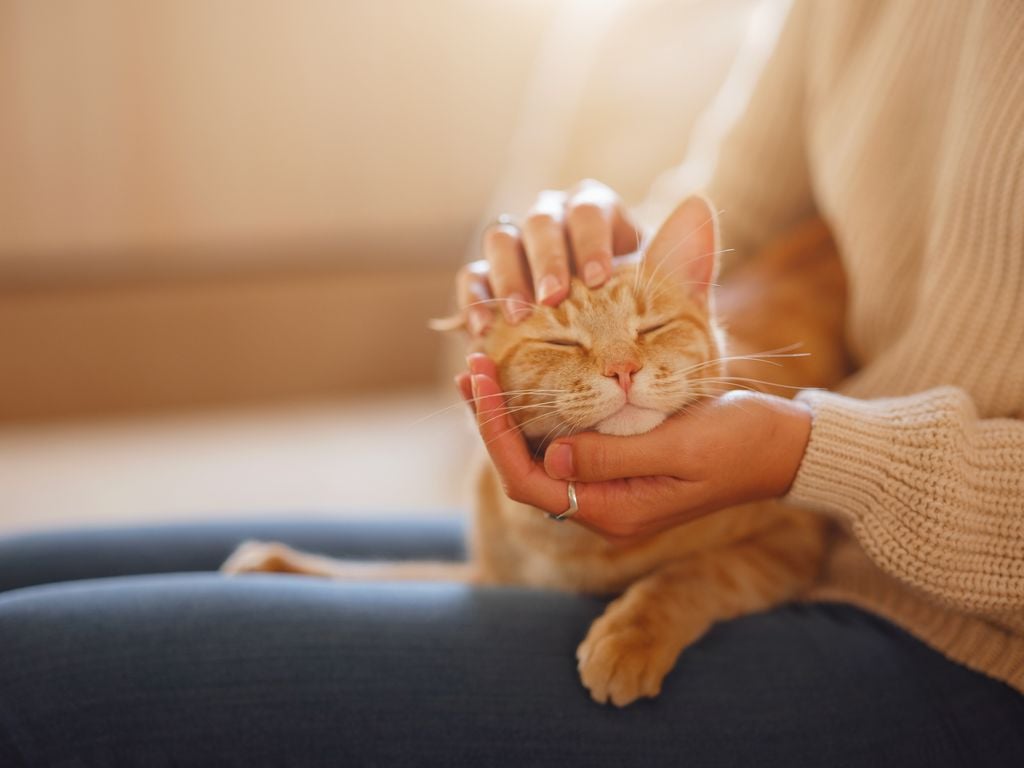 Mirada gato Entrecerrar los ojos y un parpadeo lento, es el equivalente humano a la sonrisa del gato: "confía en mi, no soy una amenaza" parece representar ese gesto.