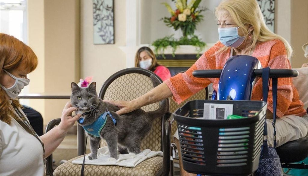 Gato terapia La gatoterapia (o terapia asistida con gatos) es una intervención terapéutica que aprovecha la compañía y la interacción con felinos para mejorar la salud física y mental.