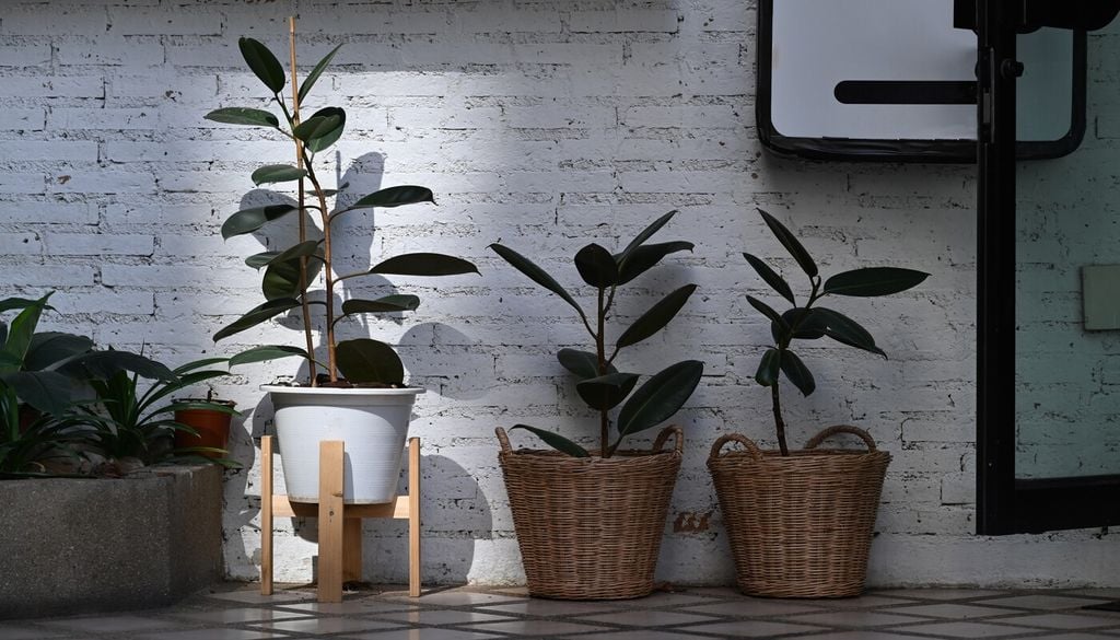 En interiores, el polvo puede combinarse con partículas grasas, creando una capa más adherente y difícil de eliminar en las hojas.