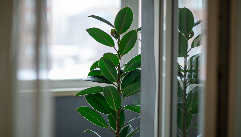 En hojas gruesas como las del gomero, el intercambio gaseoso es más controlado, lo que hace que cualquier interferencia tenga un efecto más sostenido en el tiempo.