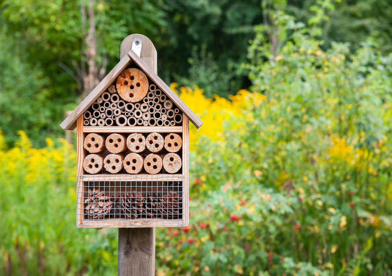Un sandario: La alternativa ideal a un hotel de insectos, como el que se muestra aquí, para las abejas silvestres.